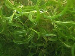 Attēlu rezultāti vaicājumam “Potamogeton praelongus”