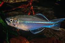 Image result for Pseudomyxus capensis