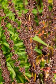 Attēlu rezultāti vaicājumam “Rumex obtusifolius fruit”