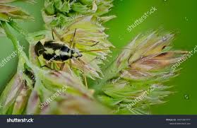 Attēlu rezultāti vaicājumam “Stenotus binotatus”