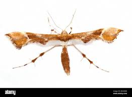 Attēlu rezultāti vaicājumam “Cnaemidophorus rhododactyla”