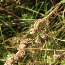 Attēlu rezultāti vaicājumam “Orthetrum brunneum”