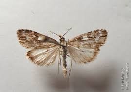 Attēlu rezultāti vaicājumam “Udea olivalis”