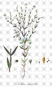 Attēlu rezultāti vaicājumam “Stellaria crassifolia”