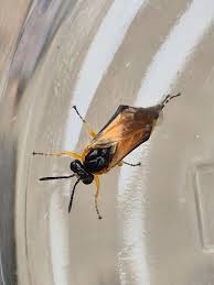 Attēlu rezultāti vaicājumam “Grypocoris sexguttatus imago”