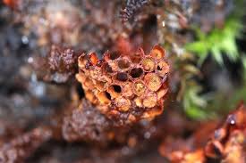 Attēlu rezultāti vaicājumam “Metatrichia vesparia”