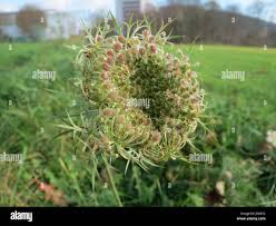 Attēlu rezultāti vaicājumam “Daucus sativus flower”