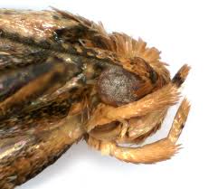 Attēlu rezultāti vaicājumam “Epermenia falciformis”