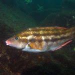 Image result for Symphodus bailloni