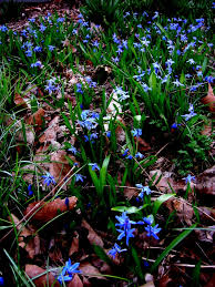 Attēlu rezultāti vaicājumam “Scilla siberica”