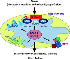 Image result for BCKA