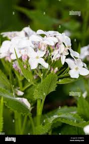 Attēlu rezultāti vaicājumam “Lunaria rediviva flower”
