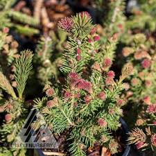 Attēlu rezultāti vaicājumam “Picea abies male flower”