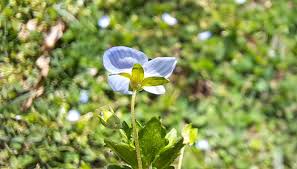 Attēlu rezultāti vaicājumam “Veronica persica leaf”