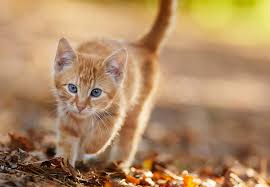 Afbeeldingsresultaat voor katten