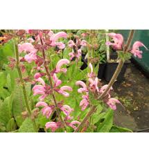Image result for Salvia pratensis `Rose Rhapsody