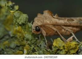 Attēlu rezultāti vaicājumam “Phlogophora meticulosa”