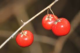 Attēlu rezultāti vaicājumam “Asparagus officinalis fruit”