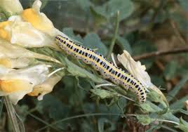 Attēlu rezultāti vaicājumam “Calophasia lunula larva”