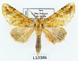 Attēlu rezultāti vaicājumam “Notodontidae”