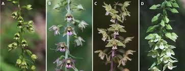 Attēlu rezultāti vaicājumam “Epipactis atrorubens bud”