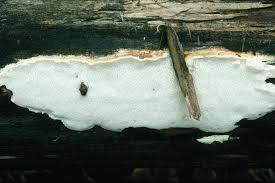 Attēlu rezultāti vaicājumam “Asterodon ferruginosus”