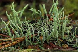 Attēlu rezultāti vaicājumam “Cladonia coniocraea”