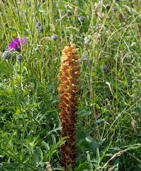 Attēlu rezultāti vaicājumam “Orobanche elatior flower”