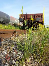 Attēlu rezultāti vaicājumam “Papaver argemone bud”