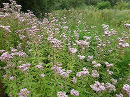 Image result for Eupatorium cannabinum