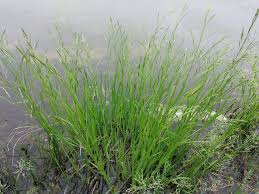 Attēlu rezultāti vaicājumam “Glyceria fluitans”