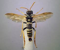 Attēlu rezultāti vaicājumam “Tenthredo scrophulariae exuvia”