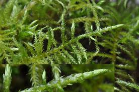 Attēlu rezultāti vaicājumam “Cirriphyllum piliferum”