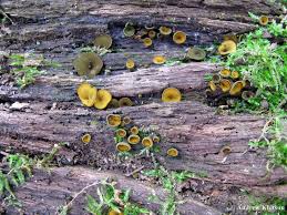 Attēlu rezultāti vaicājumam “Chlorencoelia versiformis”