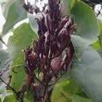 Attēlu rezultāti vaicājumam “Syringa vulgaris fruit”