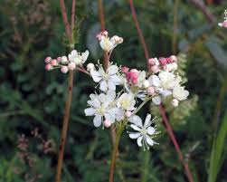 Attēlu rezultāti vaicājumam “Filipendula vulgaris bud”