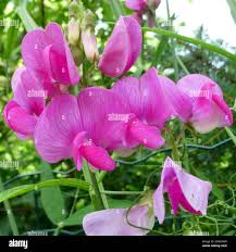 Attēlu rezultāti vaicājumam “Lathyrus latifolius leaf”