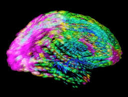 Image result for map of the brain