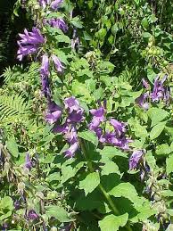 Image result for Campanula moesiaca