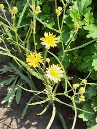 Attēlu rezultāti vaicājumam “Crepis tectorum flower”