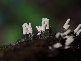 Attēlu rezultāti vaicājumam “Arcyria affinis capillitium”