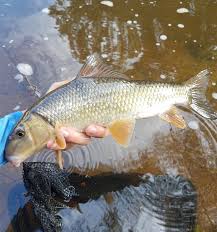 Image result for Moxostoma hubbsi