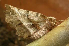 Attēlu rezultāti vaicājumam “Selenia dentaria”