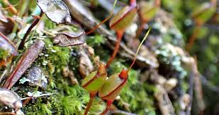 Attēlu rezultāti vaicājumam “Buxbaumia aphylla sporophyte”