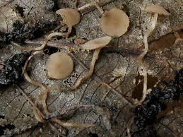 Attēlu rezultāti vaicājumam “Ciboria amentacea”