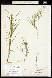 Attēlu rezultāti vaicājumam “Stuckenia filiformis flower”