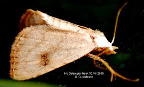 Attēlu rezultāti vaicājumam “Rivula sericealis”