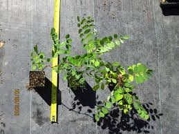 Attēlu rezultāti vaicājumam “Robinia neomexicana”