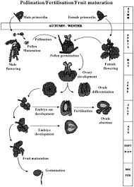 Attēlu rezultāti vaicājumam “Quercus robur female flower”