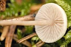 Attēlu rezultāti vaicājumam “Collybia tuberosa”